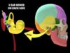 BONES OF THE SKULL LEARN IN 4 MINUTES