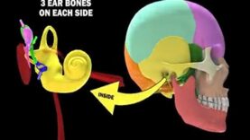 BONES OF THE SKULL LEARN IN 4 MINUTES