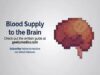 Blood Supply to the Brain 3D Anatomy Tutorial UKMLA CPS