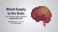 Blood Supply to the Brain 3D Anatomy Tutorial UKMLA CPS