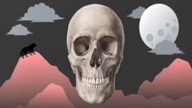 Bones of the Skull Neurocranium and Viscerocranium