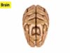Brain anatomy function
