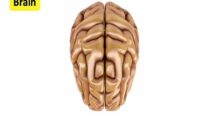 Brain anatomy function