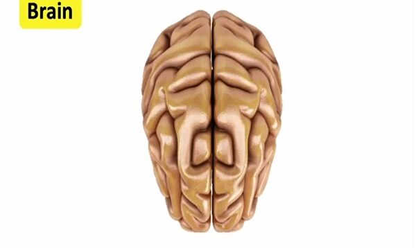 Brain anatomy function