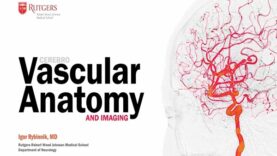 Cerebral Vascular Anatomy And Imaging