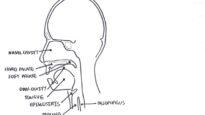 Clinical Anatomy NasalCavity and Sinuses