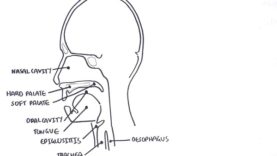 Clinical Anatomy NasalCavity and Sinuses