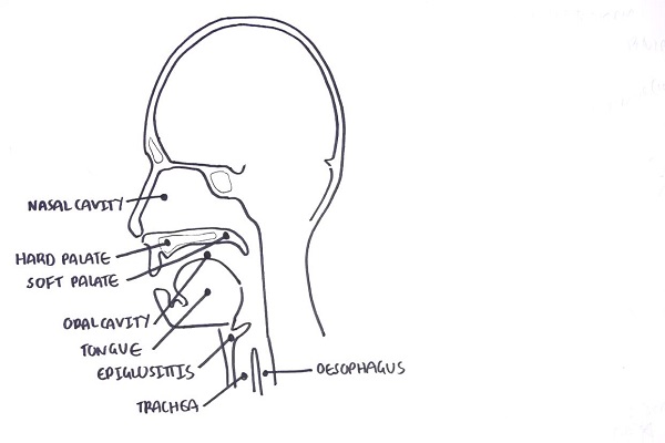 Clinical Anatomy NasalCavity and Sinuses