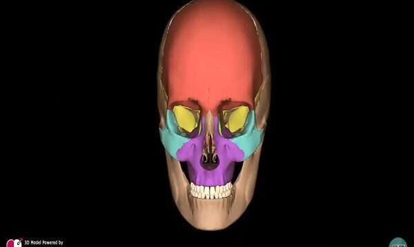 Eye Anatomy
