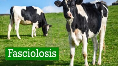 Fasciolosis (Liver Fluke Disease) – A Fasciola hepatica and Fasciola gigantica Infection