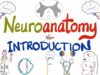 Introduction to Neuroanatomy Learn the Basics Neuroanat