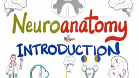 Introduction to Neuroanatomy Learn the Basics Neuroanat