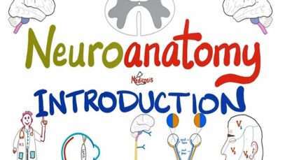 Introduction to Neuroanatomy Learn the Basics Neuroanat