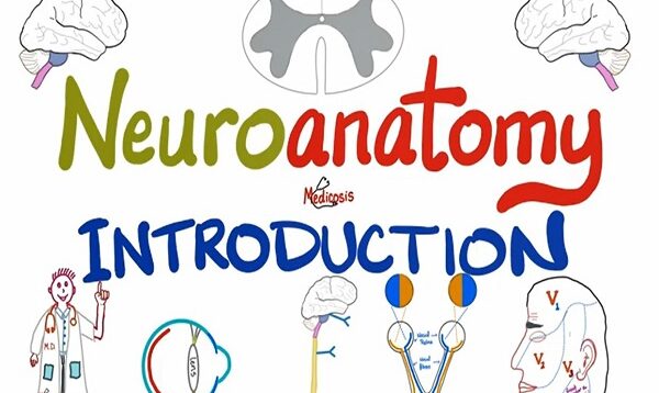 Introduction to Neuroanatomy Learn the Basics Neuroanat