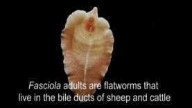 Life cycle of the Liver Fluke- Fasciola hepatica