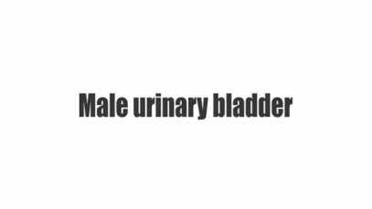 Male urinary bladder overview preview Human Anatomy Ken