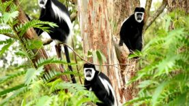 Monkeypox What is It and Who is at Risk