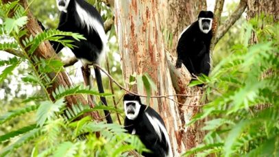 Monkeypox What is It and Who is at Risk