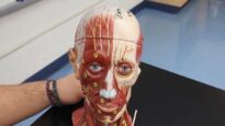 Muscles of the Head Neck Anatomy Model