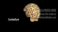 Neuroscience Basics Human Brain Anatomy and Lateralizat