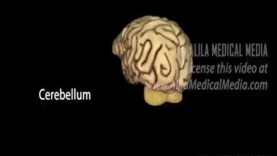 Neuroscience Basics Human Brain Anatomy and Lateralizat