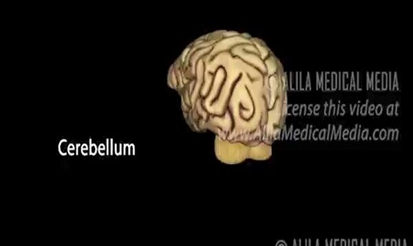 Neuroscience Basics Human Brain Anatomy and Lateralizat