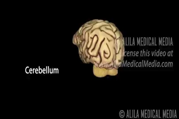 Neuroscience Basics Human Brain Anatomy and Lateralizat