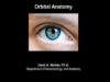 Orbital anatomy tutorial