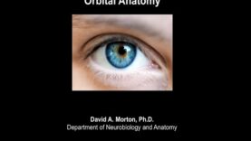 Orbital anatomy tutorial