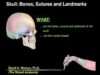 Skull bones sutures and landmarks