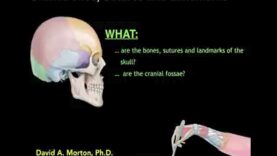 Skull bones sutures and landmarks