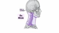 Superficial structures of the neck Posterior Triangle