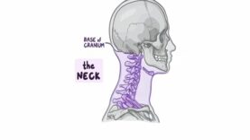 Superficial structures of the neck Posterior Triangle
