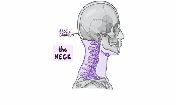 Superficial structures of the neck Posterior Triangle