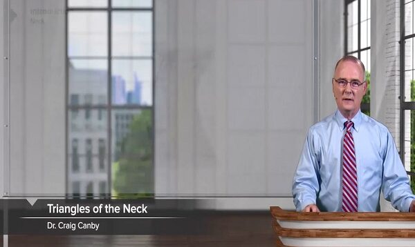 Triangles Subdivisions of the Neck – Head and Neck Anatomy