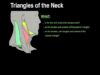 Triangles of the Neck