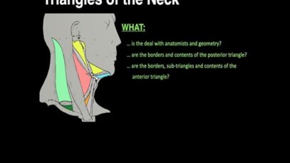 Triangles of the Neck
