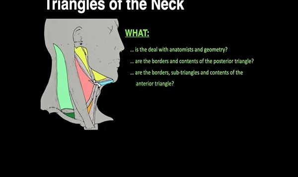 Triangles of the Neck