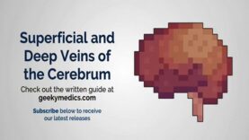 Venous Drainage of the Brai