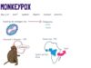 What is Monkeypox A quick overview