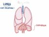 Anatomy and physiology of the respiratory system