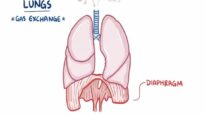 Anatomy and physiology of the respiratory system