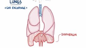 Anatomy and physiology of the respiratory system