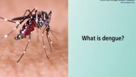 Dengue Fever – Understanding the symptoms, prevention, and effective treatment methods