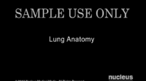 Lung Anatomy