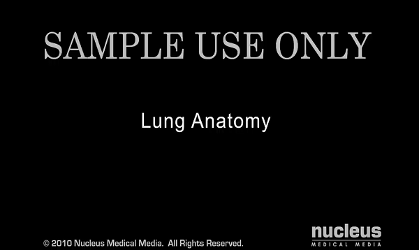 Lung Anatomy