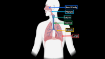Lungs (Function, Parts, Pleura Recesses) – Anatomy
