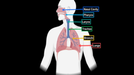 Lungs (Function, Parts, Pleura Recesses) – Anatomy