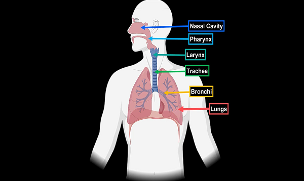 Lungs (Function, Parts, Pleura Recesses) – Anatomy