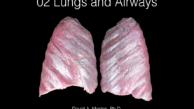 Lungs and Airways